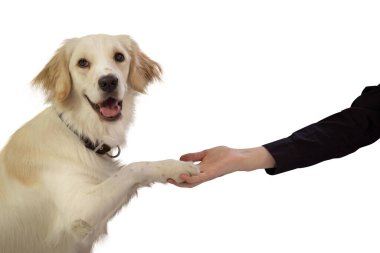 Dost canlısı bir golden retriever, kameraya bakarken patisini verir, beyaz bir arka plana yaslanır, neşeli ve mutlu doğasını gösterir.