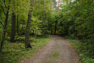 Yoğun ağaçlar ve bitki örtüsüyle çevrili yemyeşil bir ormanda dolanan dar bir toprak yol huzurlu ve tenha bir doğal ortam yaratıyor.