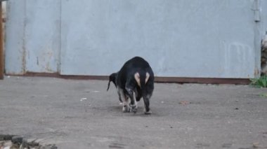 20 yaşındaki siyah bir dachshund 'un dışarıda yavaşça yürüyüp yaşlı bir köpeğin nazik ve zarif hareketlerini yakaladığı iç açıcı bir video.