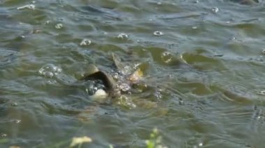 Yavaş çekim bir gölde balık yakalama videosu suya atılan ekmek için enerjik bir şekilde yarışıyor, canlı hareketleri ve su yaşamının doğal davranışlarını sergiliyor.