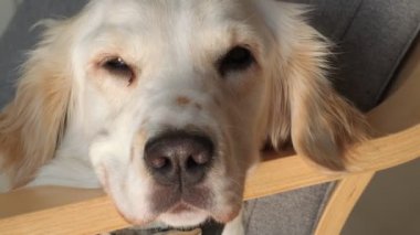Nazik bir dişi Golden Retriever koltukta rahat bir şekilde uzanıyor, pencereden içeri süzülen sıcak güneş ışığının tadını çıkarıyor. Huzurlu ve huzurlu, sıcak öğle uykusunun tadını çıkarıyor.