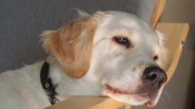 Nazik bir dişi Golden Retriever koltukta rahat bir şekilde uzanıyor, pencereden içeri süzülen sıcak güneş ışığının tadını çıkarıyor. Huzurlu ve huzurlu, sıcak öğle uykusunun tadını çıkarıyor.