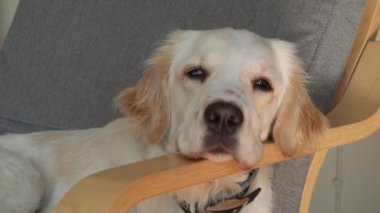 Nazik bir dişi Golden Retriever koltukta rahat bir şekilde uzanıyor, pencereden içeri süzülen sıcak güneş ışığının tadını çıkarıyor. Huzurlu ve huzurlu, sıcak öğle uykusunun tadını çıkarıyor.