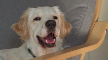 Nazik bir dişi Golden Retriever koltukta rahat bir şekilde uzanıyor, pencereden içeri süzülen sıcak güneş ışığının tadını çıkarıyor. Huzurlu ve huzurlu, sıcak öğle uykusunun tadını çıkarıyor.