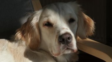 Nazik bir dişi Golden Retriever koltukta rahat bir şekilde uzanıyor, pencereden içeri süzülen sıcak güneş ışığının tadını çıkarıyor. Huzurlu ve huzurlu, sıcak öğle uykusunun tadını çıkarıyor.