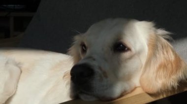 Nazik bir dişi Golden Retriever koltukta rahat bir şekilde uzanıyor, pencereden içeri süzülen sıcak güneş ışığının tadını çıkarıyor. Huzurlu ve huzurlu, sıcak öğle uykusunun tadını çıkarıyor.