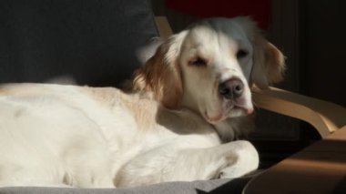 Nazik bir dişi Golden Retriever koltukta rahat bir şekilde uzanıyor, pencereden içeri süzülen sıcak güneş ışığının tadını çıkarıyor. Huzurlu ve huzurlu, sıcak öğle uykusunun tadını çıkarıyor.