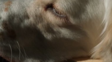 Nazik bir dişi Golden Retriever koltukta rahat bir şekilde uzanıyor, pencereden içeri süzülen sıcak güneş ışığının tadını çıkarıyor. Huzurlu ve huzurlu, sıcak öğle uykusunun tadını çıkarıyor.