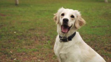 Golden Retriever 'ın sahibini çimenli bir parkta yakalamaca oynarken çekilmiş büyüleyici bir yavaş çekim videosu. Köpeğin fırlatılan sopayı yakalamak için yaptığı keyifli atlayışı gözler önüne seriyor.