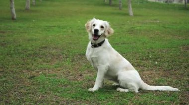 Golden Retriever 'ın sahibini çimenli bir parkta yakalamaca oynarken çekilmiş büyüleyici bir yavaş çekim videosu. Köpeğin fırlatılan sopayı yakalamak için yaptığı keyifli atlayışı gözler önüne seriyor.