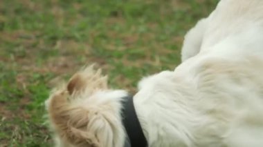Golden Retriever 'ın sahibini çimenli bir parkta yakalamaca oynarken çekilmiş büyüleyici bir yavaş çekim videosu. Köpeğin fırlatılan sopayı yakalamak için yaptığı keyifli atlayışı gözler önüne seriyor.