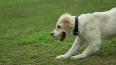 Golden Retriever 'ın sahibini çimenli bir parkta yakalamaca oynarken çekilmiş büyüleyici bir yavaş çekim videosu. Köpeğin fırlatılan sopayı yakalamak için yaptığı keyifli atlayışı gözler önüne seriyor.