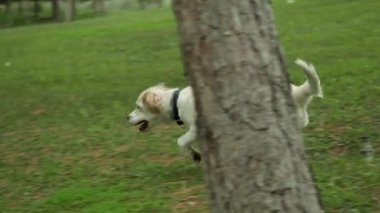 Golden Retriever 'ın sahibini çimenli bir parkta yakalamaca oynarken çekilmiş büyüleyici bir yavaş çekim videosu. Köpeğin fırlatılan sopayı yakalamak için yaptığı keyifli atlayışı gözler önüne seriyor.