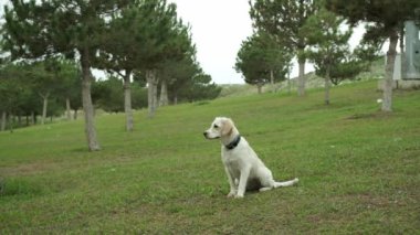 Golden Retriever 'ın sahibini çimenli bir parkta yakalamaca oynarken çekilmiş büyüleyici bir yavaş çekim videosu. Köpeğin fırlatılan sopayı yakalamak için yaptığı keyifli atlayışı gözler önüne seriyor.