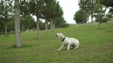 Golden Retriever 'ın sahibini çimenli bir parkta yakalamaca oynarken çekilmiş büyüleyici bir yavaş çekim videosu. Köpeğin fırlatılan sopayı yakalamak için yaptığı keyifli atlayışı gözler önüne seriyor.
