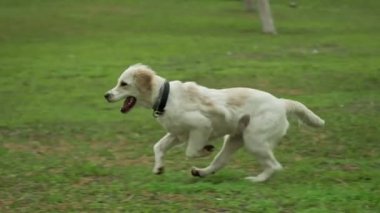 Golden Retriever 'ın sahibini çimenli bir parkta yakalamaca oynarken çekilmiş büyüleyici bir yavaş çekim videosu. Köpeğin fırlatılan sopayı yakalamak için yaptığı keyifli atlayışı gözler önüne seriyor.