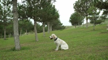 Golden Retriever 'ın sahibini çimenli bir parkta yakalamaca oynarken çekilmiş büyüleyici bir yavaş çekim videosu. Köpeğin fırlatılan sopayı yakalamak için yaptığı keyifli atlayışı gözler önüne seriyor.