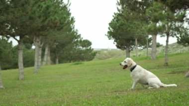 Golden Retriever 'ın sahibini çimenli bir parkta yakalamaca oynarken çekilmiş büyüleyici bir yavaş çekim videosu. Köpeğin fırlatılan sopayı yakalamak için yaptığı keyifli atlayışı gözler önüne seriyor.