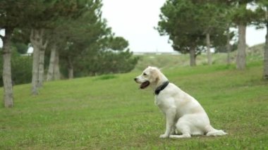 Golden Retriever 'ın sahibini çimenli bir parkta yakalamaca oynarken çekilmiş büyüleyici bir yavaş çekim videosu. Köpeğin fırlatılan sopayı yakalamak için yaptığı keyifli atlayışı gözler önüne seriyor.