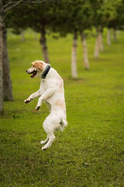 Neşeli bir golden retriever köpeği ağzında bir sopayla koşar, ağaçlarla çevrili çimenli bir arazide yakalamaca oynar. Mükemmel bir eğlence ve doğa görüntüsü.