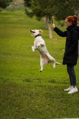 Neşeli bir golden retriever köpeği ağzında bir sopayla koşar, ağaçlarla çevrili çimenli bir arazide yakalamaca oynar. Mükemmel bir eğlence ve doğa görüntüsü.