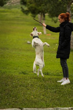 Neşeli bir golden retriever köpeği ağzında bir sopayla koşar, ağaçlarla çevrili çimenli bir arazide yakalamaca oynar. Mükemmel bir eğlence ve doğa görüntüsü.