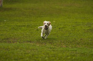 Neşeli bir golden retriever köpeği ağzında bir sopayla koşar, ağaçlarla çevrili çimenli bir arazide yakalamaca oynar. Mükemmel bir eğlence ve doğa görüntüsü.