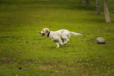 Neşeli bir golden retriever köpeği ağzında bir sopayla koşar, ağaçlarla çevrili çimenli bir arazide yakalamaca oynar. Mükemmel bir eğlence ve doğa görüntüsü.