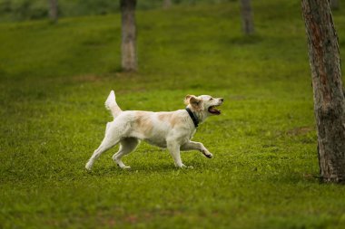 Neşeli bir golden retriever köpeği ağzında bir sopayla koşar, ağaçlarla çevrili çimenli bir arazide yakalamaca oynar. Mükemmel bir eğlence ve doğa görüntüsü.