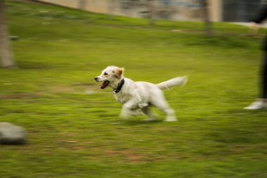 Bir Golden Retriever köpeği çimenli bir alanda hızla koşarken bir sopayla kovalamaca oynarken hareket bulanıklığında yakalanır. Dinamik çekim hızını ve neşesini vurguluyor.