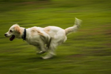 Bir Golden Retriever köpeği çimenli bir alanda hızla koşarken bir sopayla kovalamaca oynarken hareket bulanıklığında yakalanır. Dinamik çekim hızını ve neşesini vurguluyor.