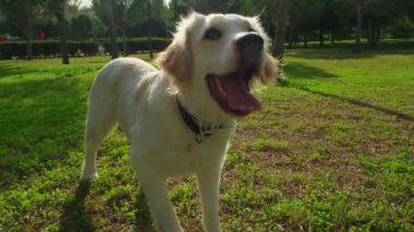 Güneşli bir günde çimenli bir tarlada dikilen Golden Retriever köpeği yakın çekimde yakalandı. Köpek dingin ve açık havada enerjik ve mutlu görünüyor.