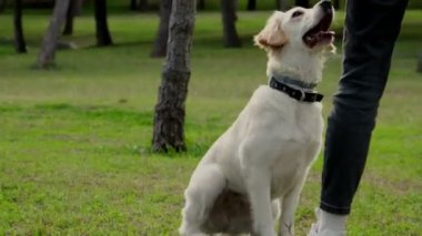 Golden Retriever 'ın sahibini çimenli bir parkta yakalamaca oynarken çekilmiş büyüleyici bir yavaş çekim videosu. Köpeğin fırlatılan sopayı yakalamak için yaptığı keyifli atlayışı gözler önüne seriyor.