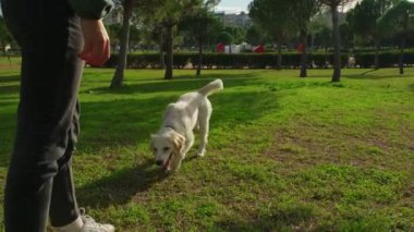 Golden Retriever 'ın sahibini çimenli bir parkta yakalamaca oynarken çekilmiş büyüleyici bir yavaş çekim videosu. Köpeğin fırlatılan sopayı yakalamak için yaptığı keyifli atlayışı gözler önüne seriyor.