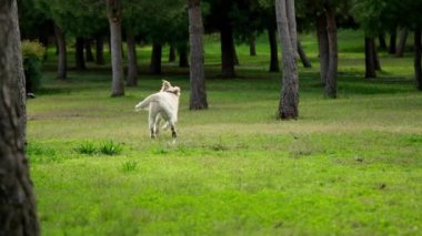 Golden Retriever 'ın sahibini çimenli bir parkta yakalamaca oynarken çekilmiş büyüleyici bir yavaş çekim videosu. Köpeğin fırlatılan sopayı yakalamak için yaptığı keyifli atlayışı gözler önüne seriyor.