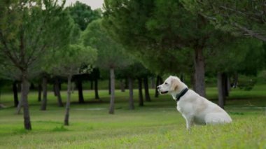Golden Retriever 'ın sahibini çimenli bir parkta yakalamaca oynarken çekilmiş büyüleyici bir yavaş çekim videosu. Köpeğin fırlatılan sopayı yakalamak için yaptığı keyifli atlayışı gözler önüne seriyor.