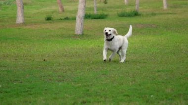 Golden Retriever 'ın sahibini çimenli bir parkta yakalamaca oynarken çekilmiş büyüleyici bir yavaş çekim videosu. Köpeğin fırlatılan sopayı yakalamak için yaptığı keyifli atlayışı gözler önüne seriyor.