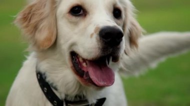 Bir Golden Retriever 'ın çimenli bir arazideki yüz ifadesini ve tapılası yüz hatlarını gösteren yavaş çekim videosu.