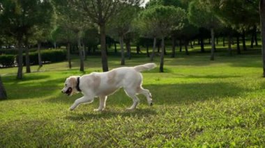 Golden Retriever 'ın sahibini çimenli bir parkta yakalamaca oynarken çekilmiş büyüleyici bir yavaş çekim videosu. Köpeğin fırlatılan sopayı yakalamak için yaptığı keyifli atlayışı gözler önüne seriyor.