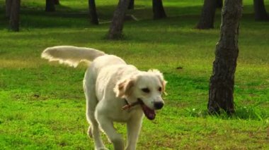 Golden Retriever 'ın sahibini çimenli bir parkta yakalamaca oynarken çekilmiş büyüleyici bir yavaş çekim videosu. Köpeğin fırlatılan sopayı yakalamak için yaptığı keyifli atlayışı gözler önüne seriyor.
