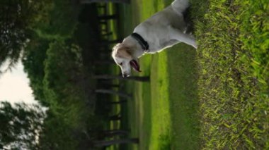 Golden Retriever 'ın sahibini çimenli bir parkta yakalamaca oynarken çekilmiş büyüleyici bir yavaş çekim videosu. Köpeğin fırlatılan sopayı yakalamak için yaptığı keyifli atlayışı gözler önüne seriyor.