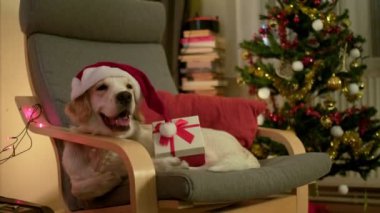 Noel Baba şapkası takan neşeli bir Golden Retriever hediye kutusuyla rahat bir sandalyeye oturur.