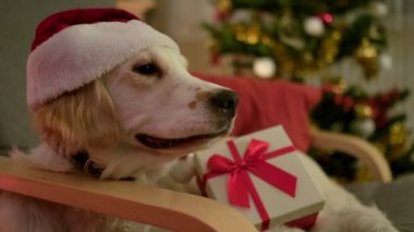 Noel Baba şapkası takan neşeli bir Golden Retriever hediye kutusuyla rahat bir sandalyeye oturur.