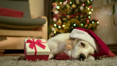 Noel Baba şapkası takan neşeli bir Golden Retriever hediye kutusuyla rahat bir sandalyeye oturur.