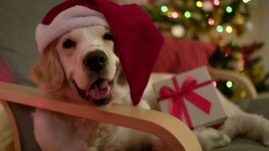 Noel Baba şapkası takan neşeli bir Golden Retriever hediye kutusuyla rahat bir sandalyeye oturur.