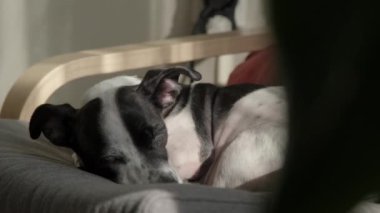 Siyah ve beyaz bir Jack Russell Terrier köpeği rahat bir kanepede uyur sıcak bir yuva ortamında rahat bir anın tadını çıkarır.