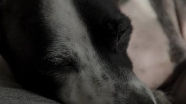 Siyah beyaz bir Jack Russell Terrier 'ın, rahat yüzünü ve rahat bir yuva ortamında yumuşak kürkünü vurgulayarak, bir kanepede huzur içinde uyuduğu bir yakın plan.