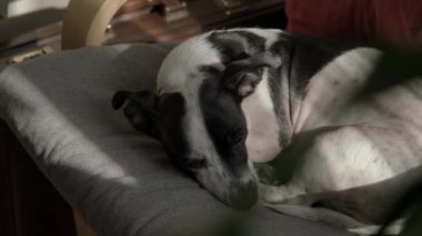 Siyah ve beyaz bir Jack Russell Terrier köpeği rahat bir kanepede uyur sıcak bir yuva ortamında rahat bir anın tadını çıkarır.