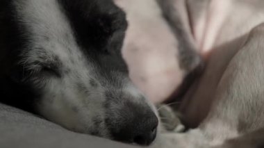 Siyah beyaz bir Jack Russell Terrier 'ın, rahat yüzünü ve rahat bir yuva ortamında yumuşak kürkünü vurgulayarak, bir kanepede huzur içinde uyuduğu bir yakın plan.