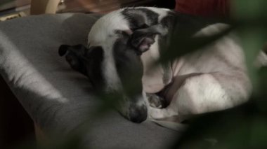 Siyah ve beyaz bir Jack Russell Terrier köpeği rahat bir kanepede uyur sıcak bir yuva ortamında rahat bir anın tadını çıkarır.